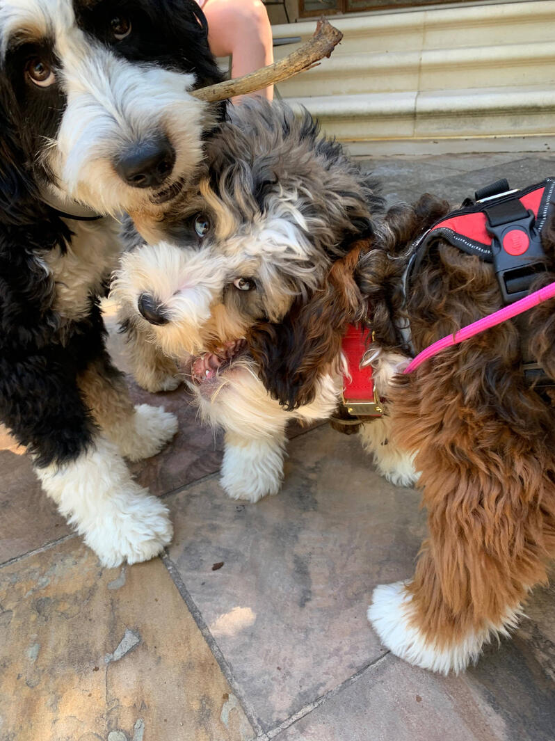 Cham Cham, Kokum, & Cheekoo