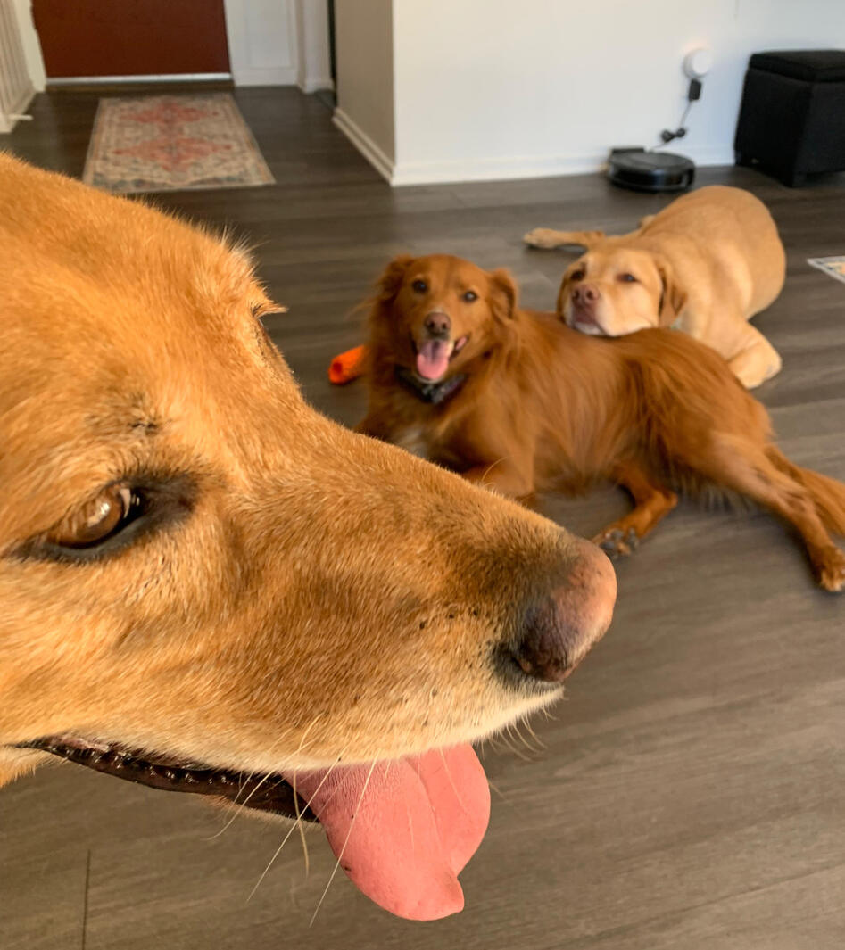 Ranger, Georgia, & Chase